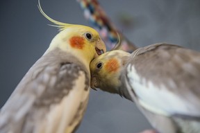 Hundreds of cockatiels had to be rescued from a home in Alaska after its owner passed away recently.
