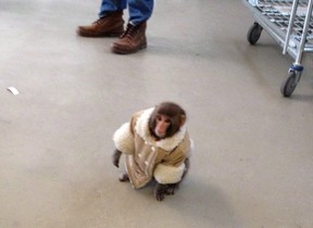 A small monkey wearing a winter coat and a diaper apparently looks for its owners at an IKEA in Toronto on Sunday Dec. 9, 2012. (file photo)