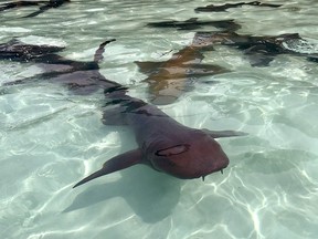 Nurse sharks swimming in the Exumas.