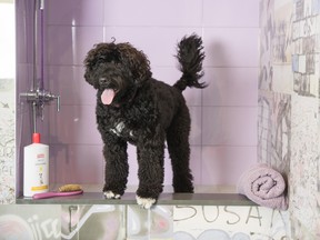 For the ultimate glam feature look to your laundry room. It's the perfect place to add a doggie spa.