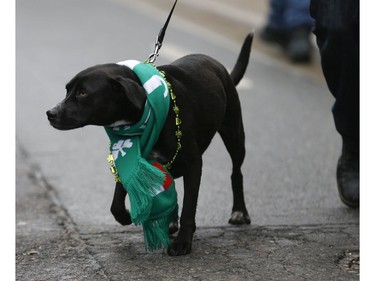 The 32nd annual St. Patrick's Day parade rolled, marched, danced, sang its way across Bloor St., down Yonge St. to the review stand on Queen St. W. in front of city hall on Sunday March 10, 2019. Jack Boland/Toronto Sun/Postmedia Network