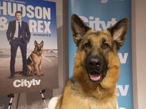 Diesel von Bugimald, star of the CityTV show 'Hudson & Rex'