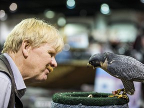 Mark Nash, director, Canadian Peregrine Foundation, goes face to face with a peregrine falcon at the 72nd annual Toronto Sportsmen's Show (Ernest Doroszuk, Toronto Sun)