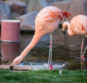 The wildlife habitat at the Flamingo in Las Vegas