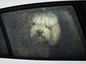 A dog looks out a car window March 9, 2019, in Minneapolis. (David Joles/AP)