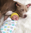 Jamie the pit bull is thick as thieves with new baby boy Rise.
