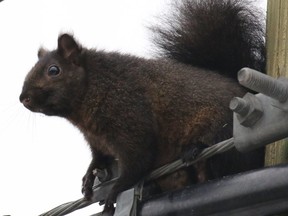 A squirrel sits on a power line. (Postmedia Network)