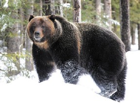 Do not mess me about. A Montana teen was lucky to escape with his life after being pinned by a grizzly bear like this one. POSTMEDIA