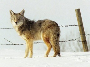 A coyote (Toronto Sun files)