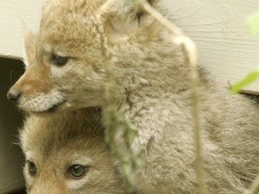 Coyote pups. 
(Toronto Sun files)