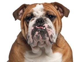 A file photo of a bulldog.