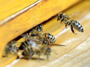 Honey bees fly to their beehive on April 8, 2019 in Berlin.