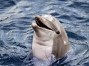 Delfine sind hochintelligent, aber können sie Spione sein?