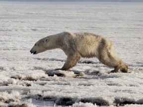 In this photo taken on Tuesday, April 16, 2019, a polar bear walks on ice near in Tilichiki, about 936 kilometers (585 miles) north of Petropavlosk Kamchatsky, Russia. (Alina Ukolova via AP)