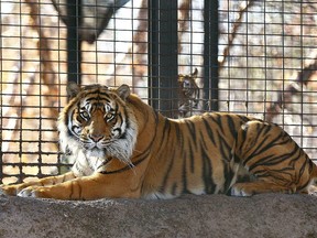 This Nov. 2018 file photo shows Sanjiv, a Sumatran tiger at the Topeka Zoo in Topeka, Kansas. (The Topeka Capital-Journal via AP)