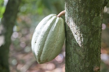 A cocoa pod hangs from a tree at the Chocafe Plantation in Punta Cana. Veronica Henri/Toronto Sun