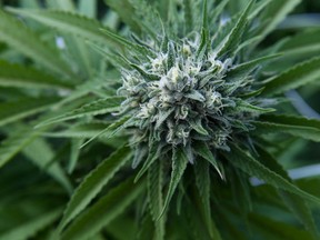 Picture of a marijuana flower taken in a greenhouse at the Fotmer Life Sciences company in Nueva Helvecia, 120 Km west of Montevideo, Uruguay, on April 17, 2019