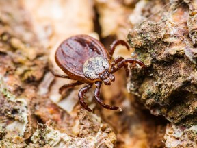 A Lyme disease infected tick is pictured crawling on wood in this undated file photo. (Getty Images)