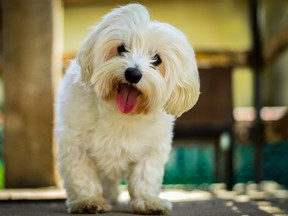 A Maltese dog. (Getty Images)