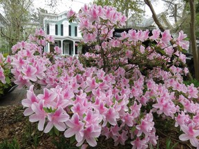 Azaleas are seen in front of a colonial home in an old section of Wilmington, N.C. (Ian Robertson)