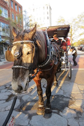 A carriage horse at Market St. tour rendezvous prepares to show customers old homes and streets in Wilmington. (Ian Robertson)