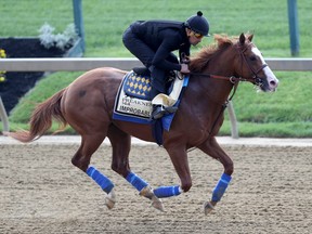 Improbable trains on the track during a training session for the upcoming Preakness Stakes at Pimlico Race Course on May 16, 2019 in Baltimore, Md. (ROB CARR/Getty Images)