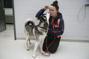 Leonidas, an Alskan Husky mix, is among the many animals the Toronto Humane Society had up for adoption on Thursday, May 23, 2019. (Veronica Henri/Toronto Sun/Postmedia Network)