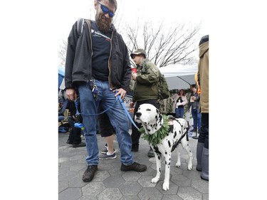 Mike of the SmokersGuide with his seven-year-old Dalmatian Orbit - which recently underwent ligament surgery - said he gives the dog CBD oil which helps the dog immensely. The were part of the Global Marijuana March Toronto  on Saturday May 4, 2019. Jack Boland/Toronto Sun/Postmedia Network