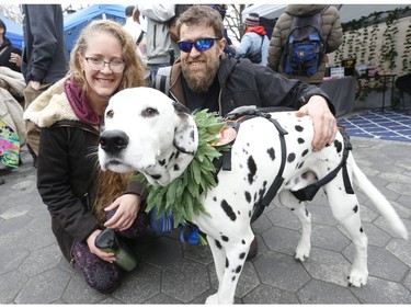 Cindy and Mike with their seven-year-old Dalmatian Orbit - which recently underwent ligament surgery - said he gives the dog CBD oil which helps the dog immensely. The were part of the Global Marijuana March Toronto  on Saturday May 4, 2019. Jack Boland/Toronto Sun/Postmedia Network