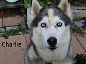 Toronto Police say Charlie, a 10-year-old Siberian Husky mix, was stolen May 14, 2019 in the area of Armroth and Danforth Aves.