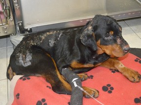 This young Rottweiler, found near Orillia in 2017 with burns to much of its body, is example of the abused and neglected animals typically rescued by the OSPCA. (file photo)