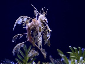 A sea dragon swims at the Birch Aquarium at the Scripps Institution of Oceanography at the University of California San Diego in San Diego May 17, 2019.