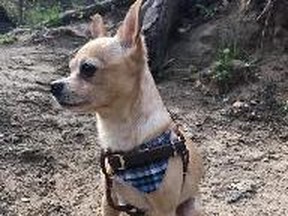 Malachi, a chihuahua mix, was stolen from a woman who was napping on the subway.