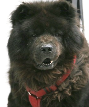 Sesame is in need of a home along with a variety of animals up for adoption at the Toronto Humane Society on Thursday, May 23, 2019. (Veronica Henri/Toronto Sun/Postmedia Network)