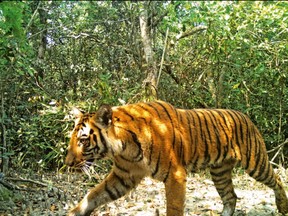A Bengal tiger in the wild. Four poachers were killed Wednesday in Bangladesh.