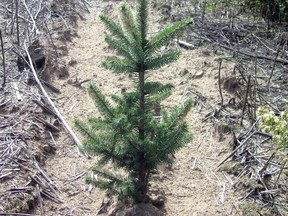 The Ontario government has cancelled the 50 Million Tree Program. Trees Ontario Photo