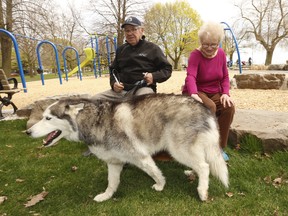 Charlie the 10-year-old Siberian Husky was reunited with his family - retires Jim and Carol Bouley - after he was dognapped from in front of a Value Village at Woodbine and Danforth on Tuesday night. Social media and friends with the assistance of the police had the dog turn up at the Beach on Thursday morning. on Thursday May 16, 2019. Jack Boland/Toronto Sun/Postmedia Network