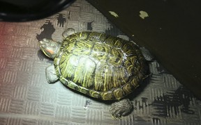 The Toronto Humane Society had a variety of animals up for adoption, including turtles, on Thursday, May 23, 2019. (Veronica Henri/Toronto Sun/Postmedia Network)