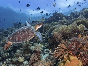 Adult green turtles are regularly encountered on both the House Reef and neighboring Turkey Beach. Wakatobi, Indonesia. (Erica Watson photo)