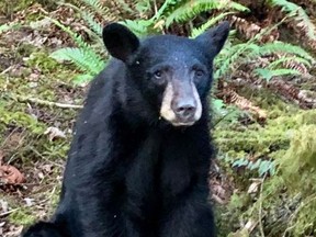 A photo released by the Washington County Sheriff's Office of a young black bear that later had to be euthanized.