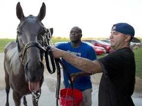 Queen’s Plate Ami’s Flatter baths down after galloping at Woodbine yesterday. The conteder has the 5-2 odds to win the $1,000,000 race. michael burns photo