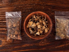 Dry psilocybin magic mushrooms and marijuana buds in plastic bags.