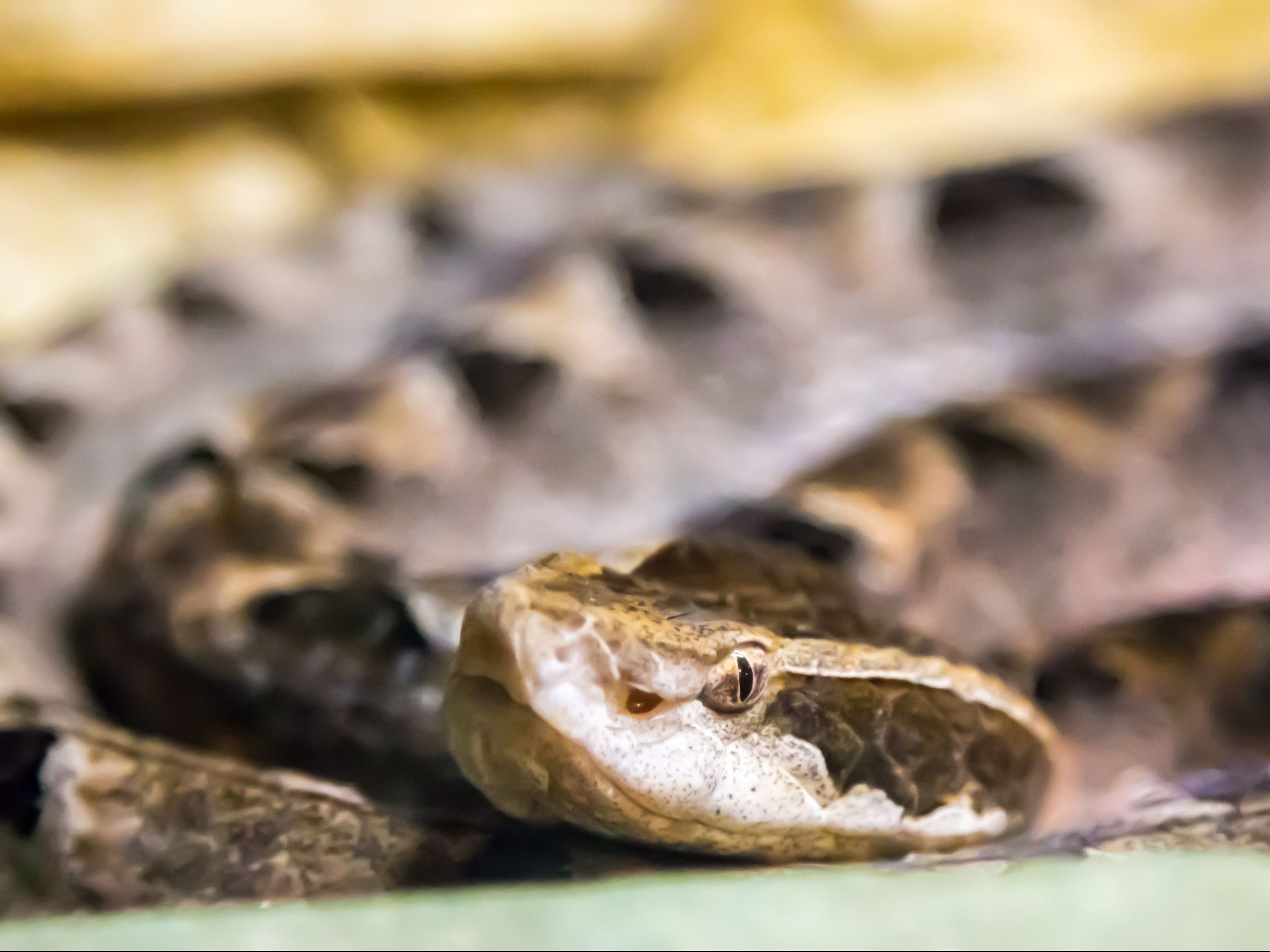 Ontario woman nearly dies — twice — after snake bite in Thailand ...