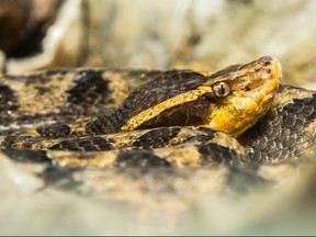 This file photo shows a close-up view of a Malayan pit viper. (Getty Images)