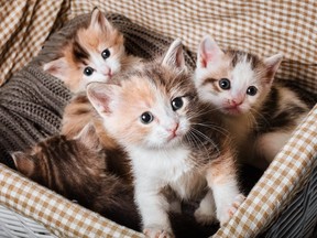 Four kittens in a white basket (Getty Images)