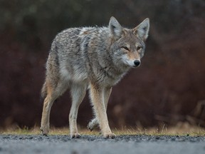 A coyote in British Columbia, Canada.