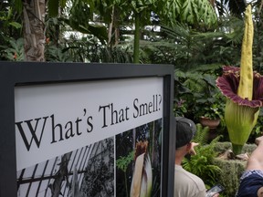 People visit the 'corpse flower' (amorphophallus titanum) at the New York Botanical Garden, June 28, 2018 in The Bronx borough of New York City.