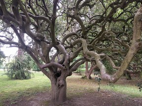 Powerscourt Gardens in County Wicklow was recently voted the world’s third best garden. (Christina Blizzard)