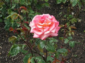 A rose in Powerscourt Gardens in County Wicklow. (Christina Blizzard)