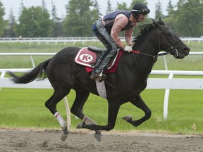 Queen’s Plate contender Jammin Still goes for a run with exercise rider Wayne Green.  Michael burns photo